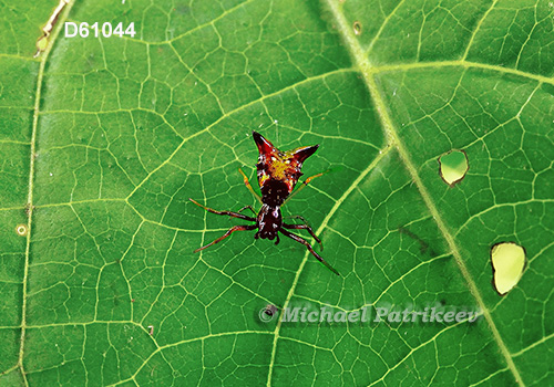 Micrathena sagittata